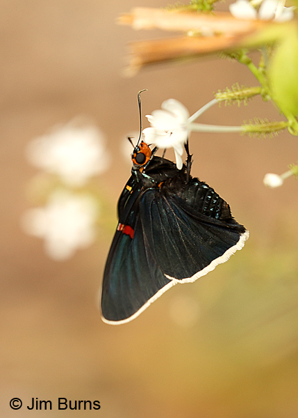 Guava Skipper on White Plumbago #3, Texas
