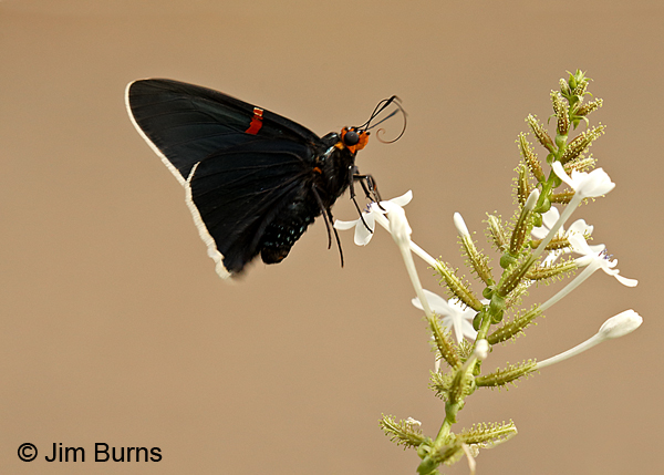 Guava Skipper on White Plumbago, Texas