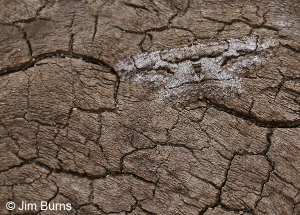 Gulf Coast Gray Moth on log 2, Arizona