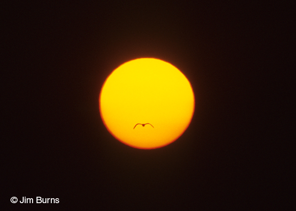 Gull-billed Tern across the sunset