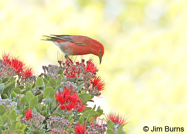 ‘Apapane exploring Lehua