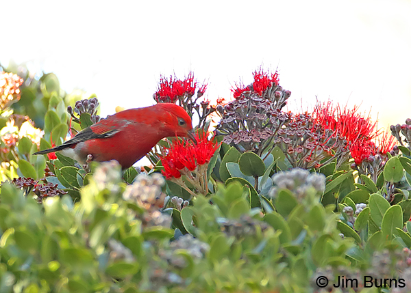 ‘Apapane on Lehua blossoms