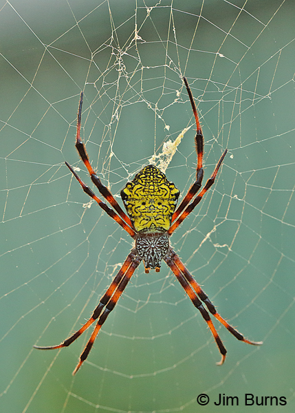 Hawai‘ian Garden Spider