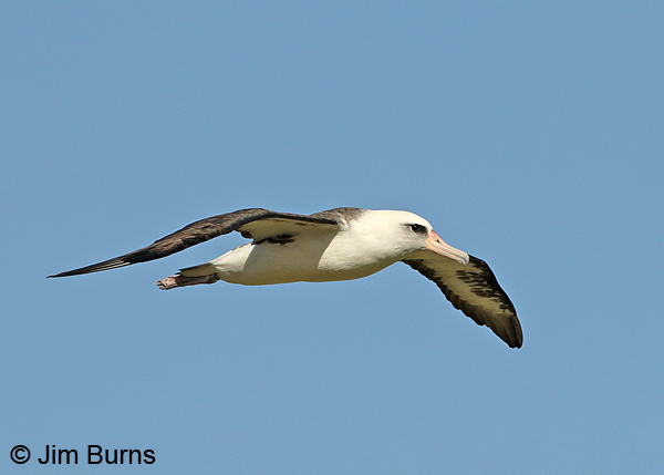 Laysan Albatross