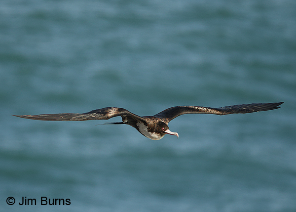 Magnificent Frigatebird from above