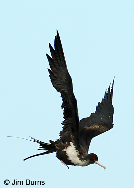 Magnificent Frigatebird shrug preening