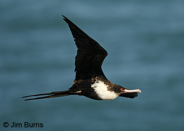 Magnificent Frigatebird