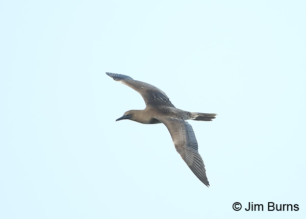 Red-footed Booby  white morph juvenile dorsal view