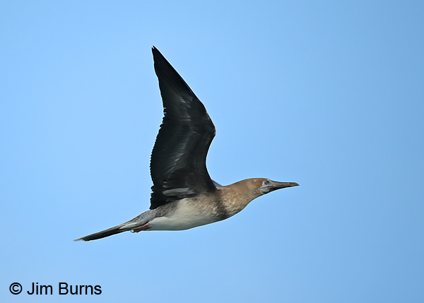 Red-footed Booby white morph juvenile