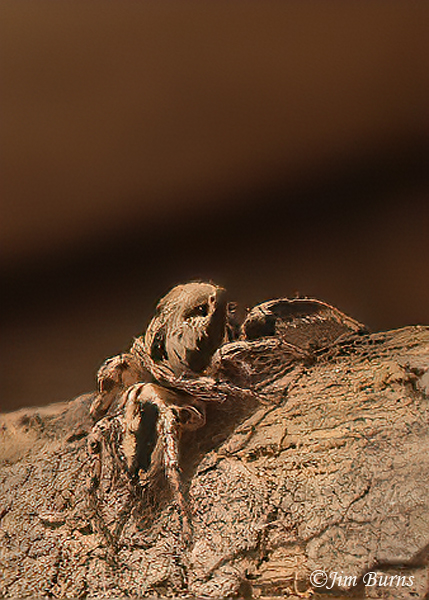 Habronattus americanus female, Arizona--0031