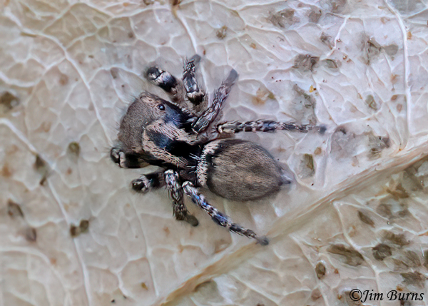 Habronattus hallani female, Arizona--8397