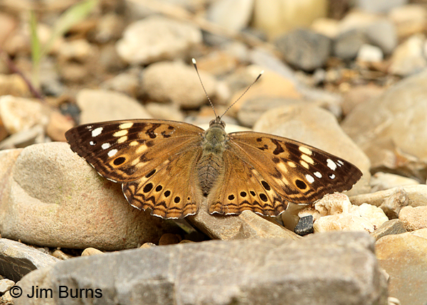Hackberry Emperor, Arkansas.