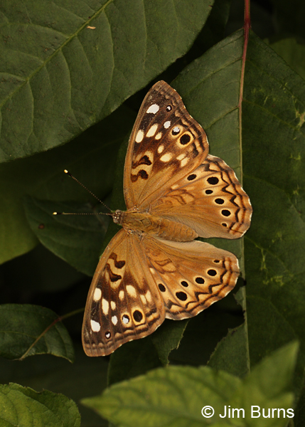 Hackberry Emperor, Texas