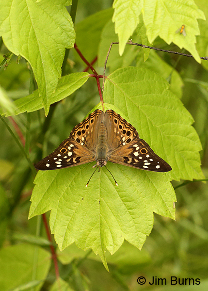 Hackberry Emperor on Poison Ivy, Arkansas
