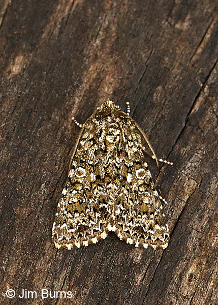 Hadena lafontainei on log, Arizona