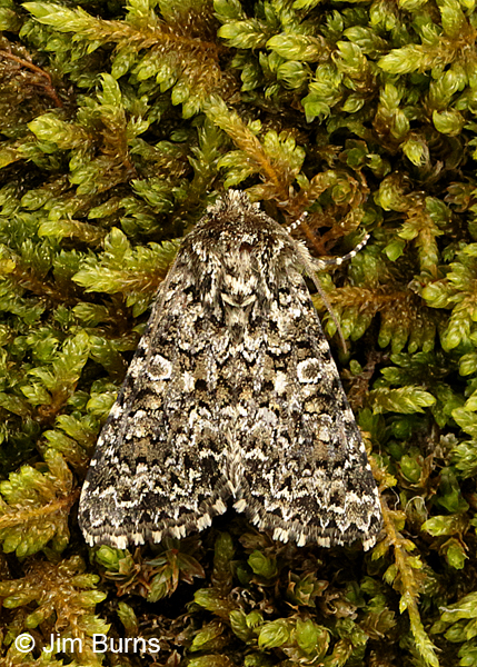 Hadena lafontainei on moss, Arizona