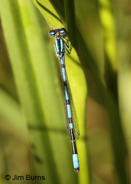 Hagen's Bluet male dorsal view, Lake Co., MN, July 2012