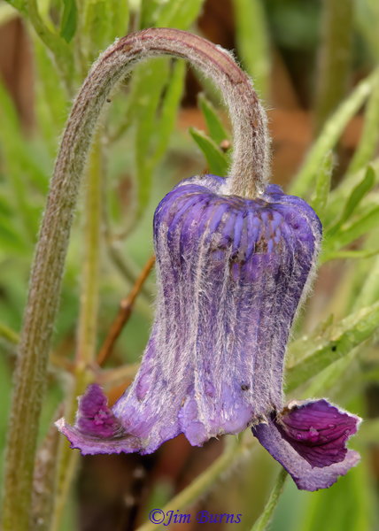 Hairy Clematis, Wyoming--2466