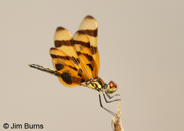 Halloween Pennant female, Monroe Co., FL, December 2012