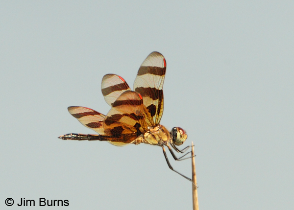 Halloween Pennant male, Graham Co., AZ, August 2012