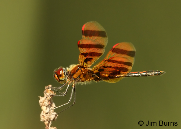 Halloween Pennant male, Hennepin Co., MN, July 2012