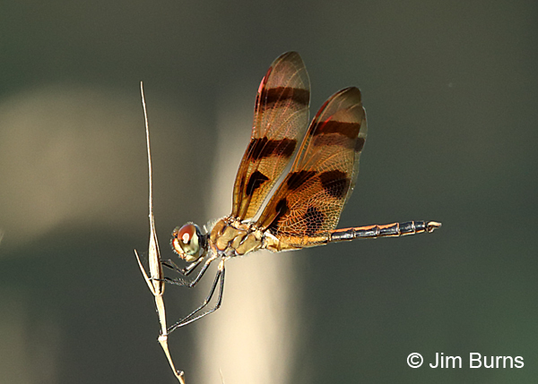 Halloween Pennant male, Travis Co., TX, August 2017