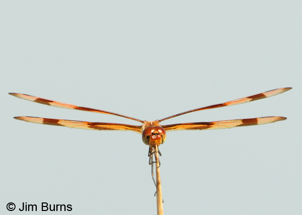 Halloween Pennant male, dorsal  wings, Graham Co., AZ, August 2012