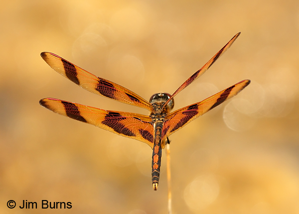 Halloween Pennant male dorsal view, Monroe Co., FL, December 2012