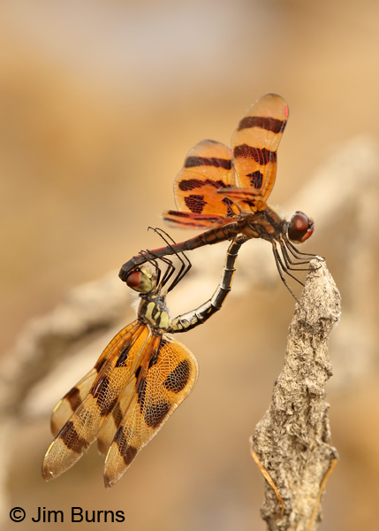 Halloween Pennants in wheel, Monroe Co., FL, December 2012
