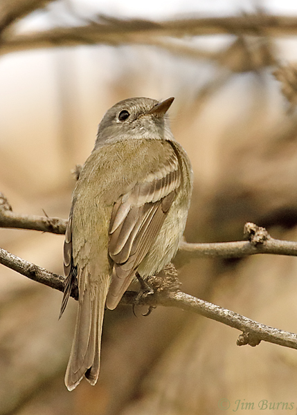 Hammond's Flycatcher--1634