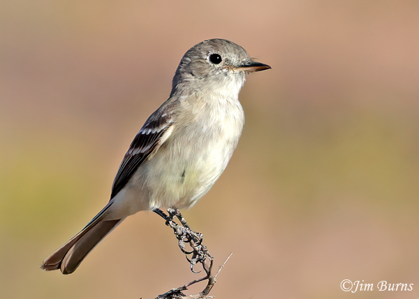 Hammond's Flycatcher, May in Arizona--1426