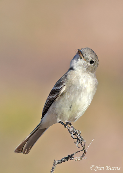 Hammond's Flycatcher, May in Ariona #2--1427