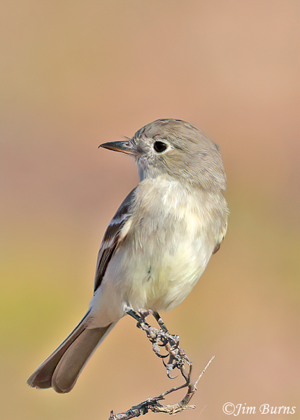 Hammond's Flycatcher ventral view, May in Arizona--1431