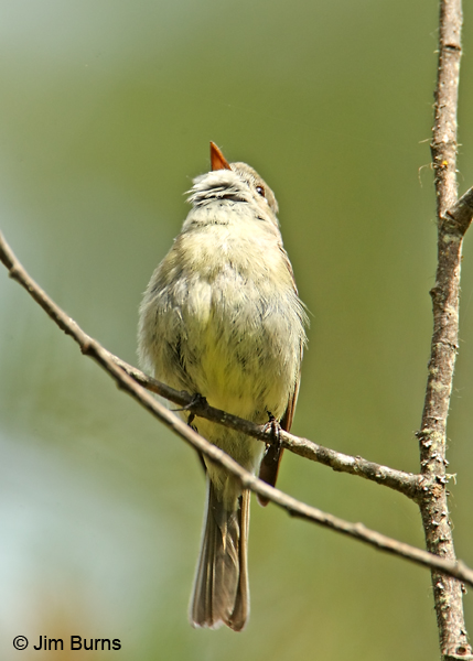 Hammond's Flycatcher bill shape and size