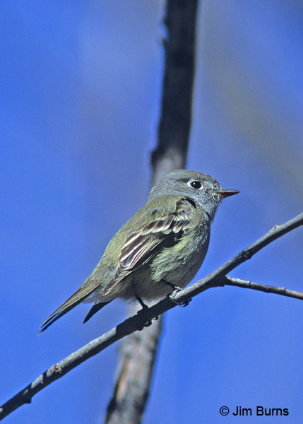 Hammond's Flycatcher long primary extension