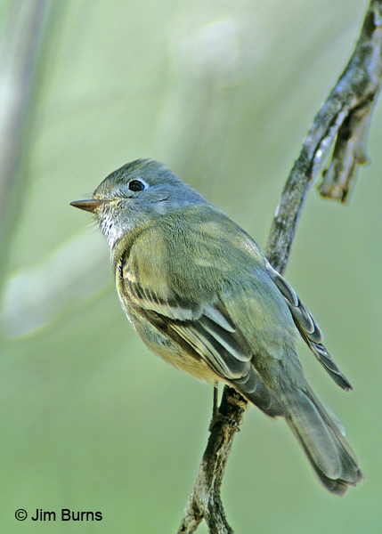 Hammond's Flycatcher lower mandible