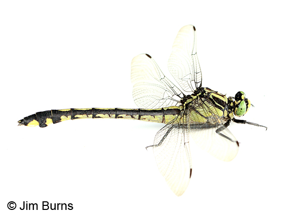 Handsome Clubtail female on white, Marshall Co., TN, June 2016