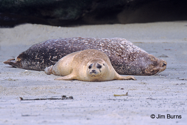 Harbor Seals