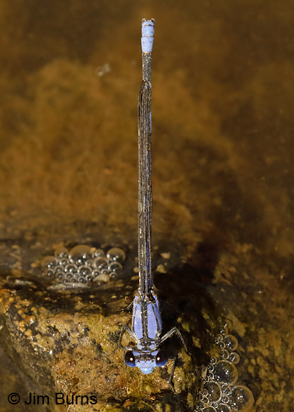 Harkness's Dancer male doral view, Greenlee Co.,  AZ, June 2018--0294