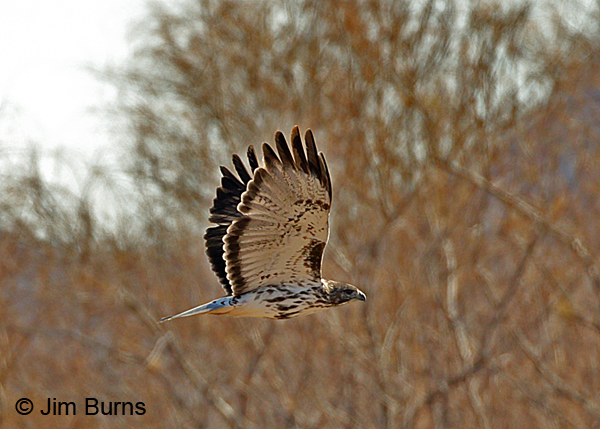 Harlan's light morph Red-tailed Hawk in trees