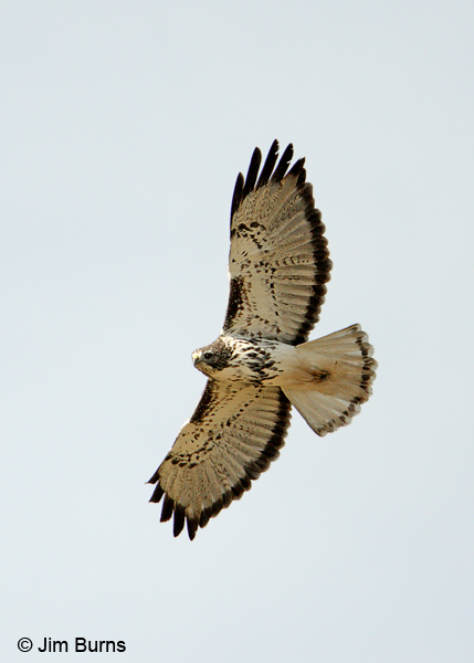 Harlan's light morph Red-tailed Hawk