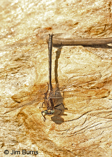Harpoon Clubtail male dorsal view, Caledonia Co., VT, July 2014