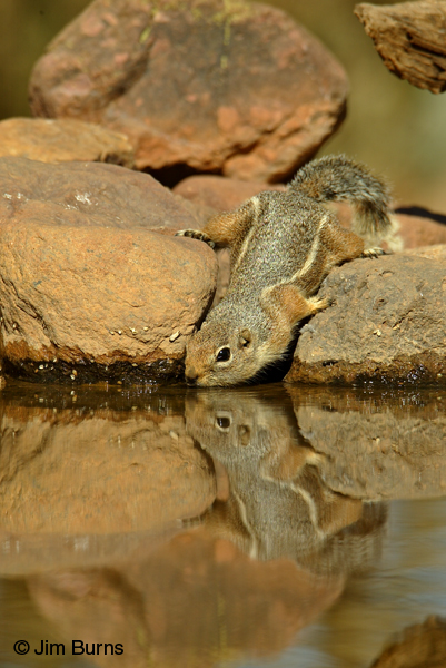 Harris's Antelope Squirrel drinking