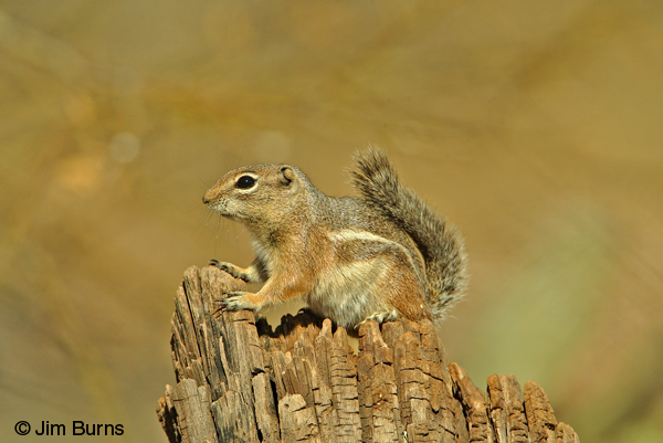 Harris's Antelope Squirrel