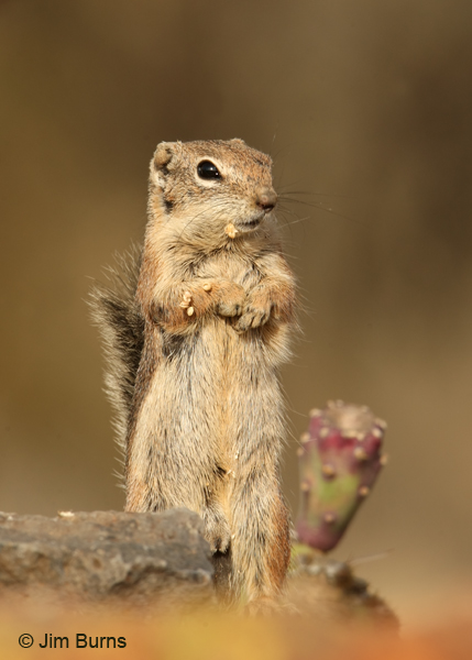 Harris's Antelope Squirrel caught in the act