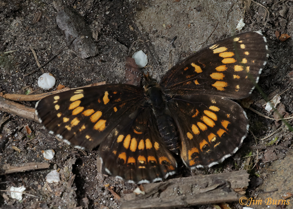 Harris's Checkerspot, Michigan--7683