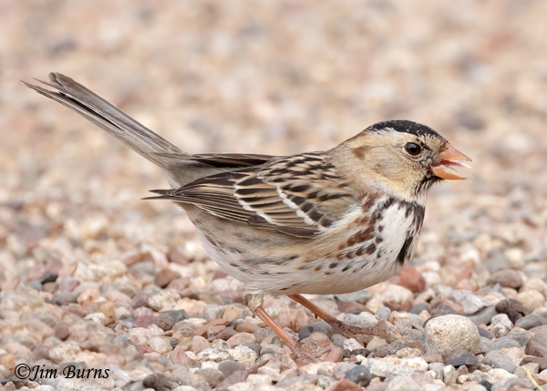Harris's Sparrow first winter calling--4492