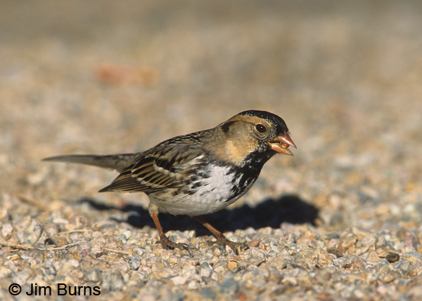 Harris's Sparrow winter adult with seed
