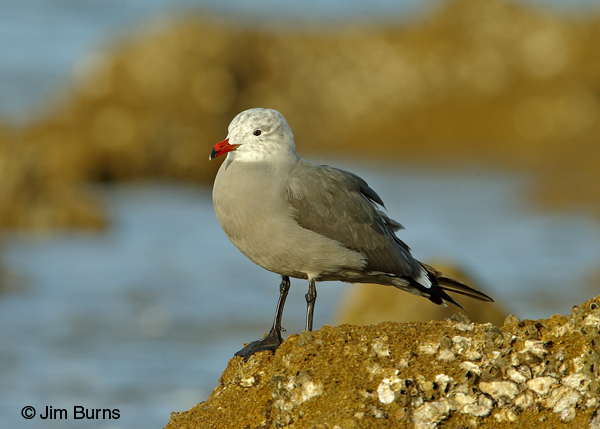 Heerman's Gull adult winter on cliff