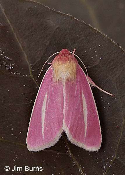 Heliocheilus julia dorsal view wingspread, Arizona
